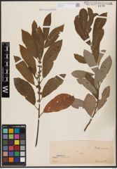 Foto von Salix cinerea L.
